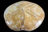 Polished Fossil Sand Dollar (Mepygurus) - Jurassic #70985-1
